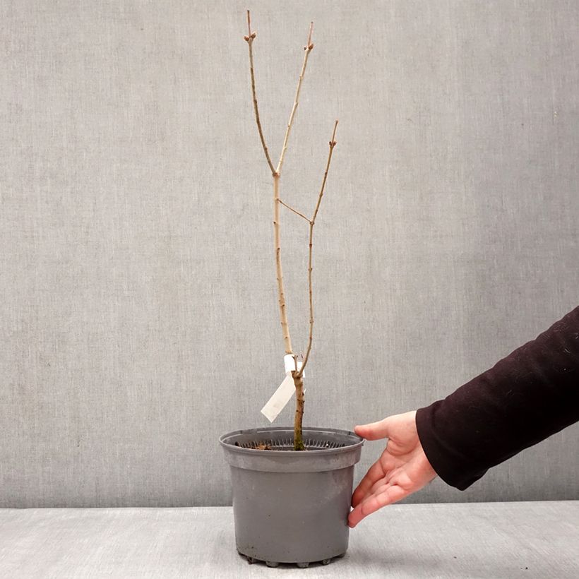 Lillà comune Nadezhda Vaso da 4L/5L esemplare consegnato in inverno