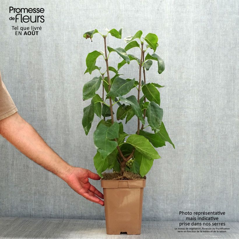 Esemplare di Lillà comune Primrose Vaso da 4L/5L consegnato in estate