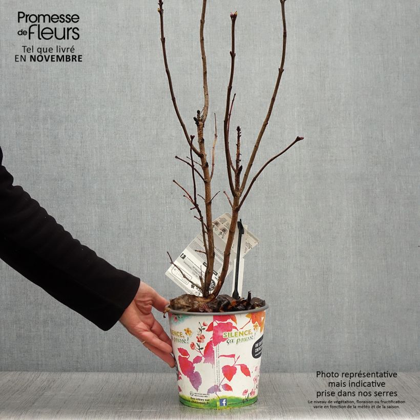 Esemplare di Lillà comune Princesse Sturdza Vaso da 4L/5L come consegnato in autunno