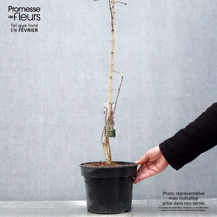 Lillà comune Princesse Sturdza Vaso da 4L/5L esemplare consegnato in inverno