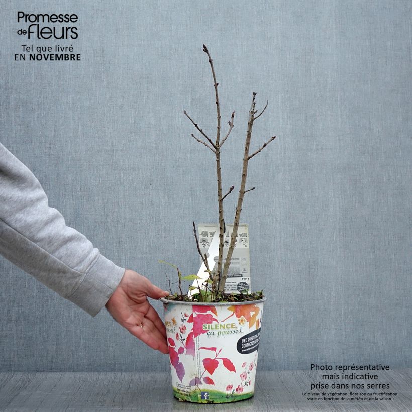 Esemplare di Lillà comune Souvenir de Louis Spaeth Vaso da 2L/3L come consegnato in autunno
