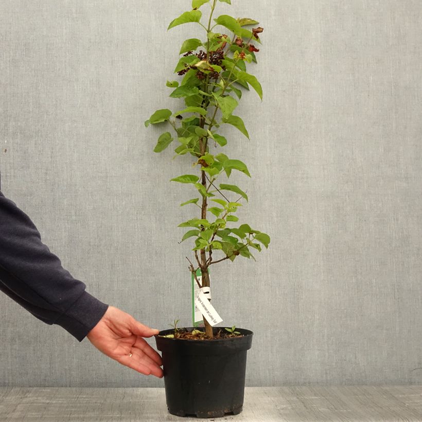 Lillà comune Souvenir de Louis Spaeth Vaso da 2L/3L, A cespuglio esemplare consegnato in primavera