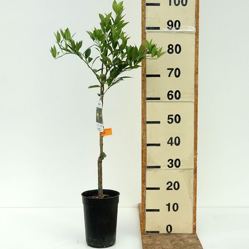 Esemplare di Citrus floridana - Limequat Vaso da 3L/4L, Multifusto consegnato in estate