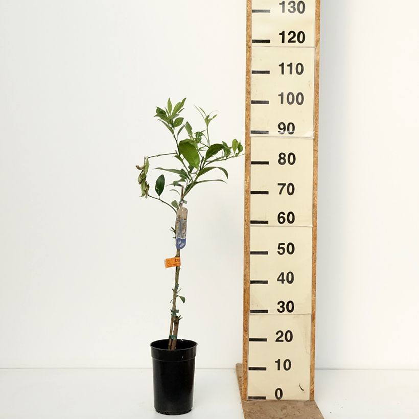 Citrus floridana - Limequat Vaso da 3L/4L, Multifusto esemplare consegnato in inverno