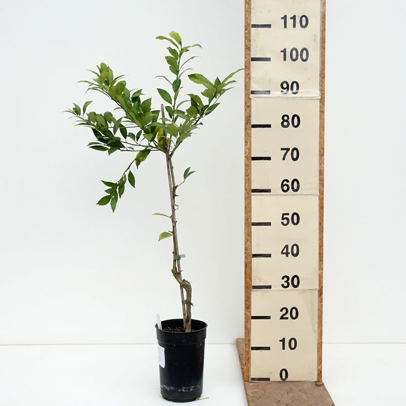 Citrus floridana - Limequat Vaso da 3L/4L, Multifusto esemplare consegnato in primavera