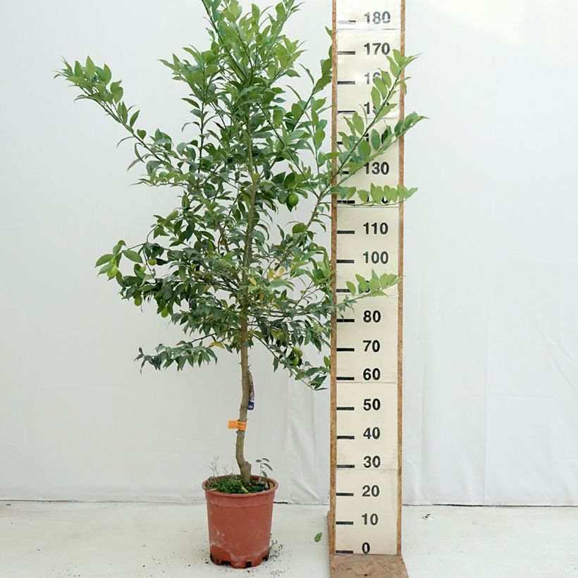 Esemplare di Citrus floridana - Limequat Vaso da 7,5L/10L, Vaso impalcato medio come consegnato in autunno