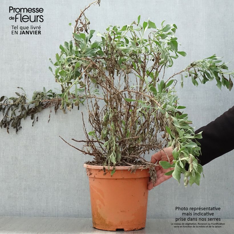 Limoniastrum monopetalum Vaso da 7,5L/10L esemplare consegnato in inverno