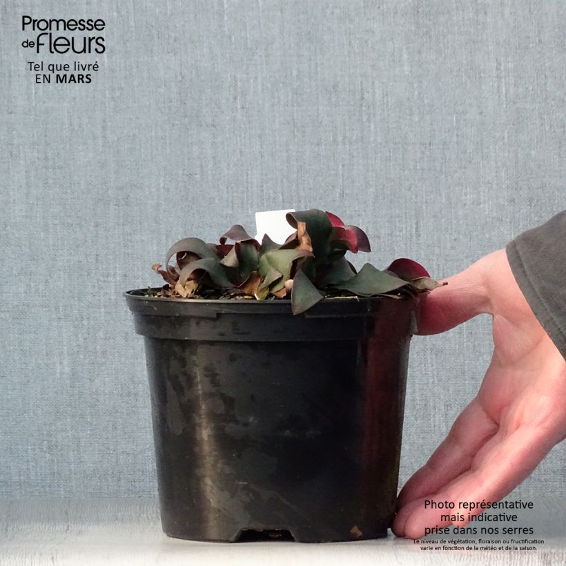 Limonium gmelinii Dazzle Rocks Vaso da 2L/3L esemplare consegnato in primavera