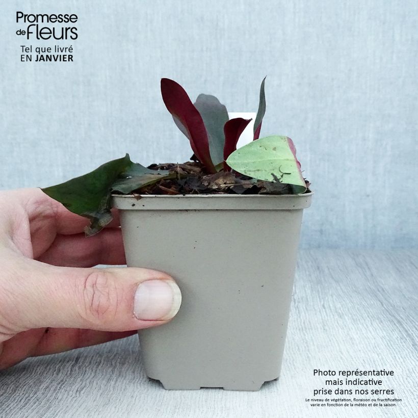 Limonium gmelinii Dazzle Rocks Vasetto da 8/9 cm esemplare consegnato in inverno