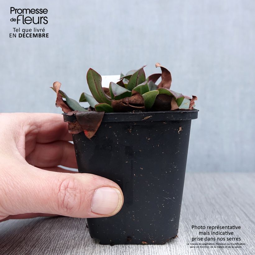 Esemplare di Limonium gmelinii Dazzle Rocks Vasetto da 8/9 cm come consegnato in autunno
