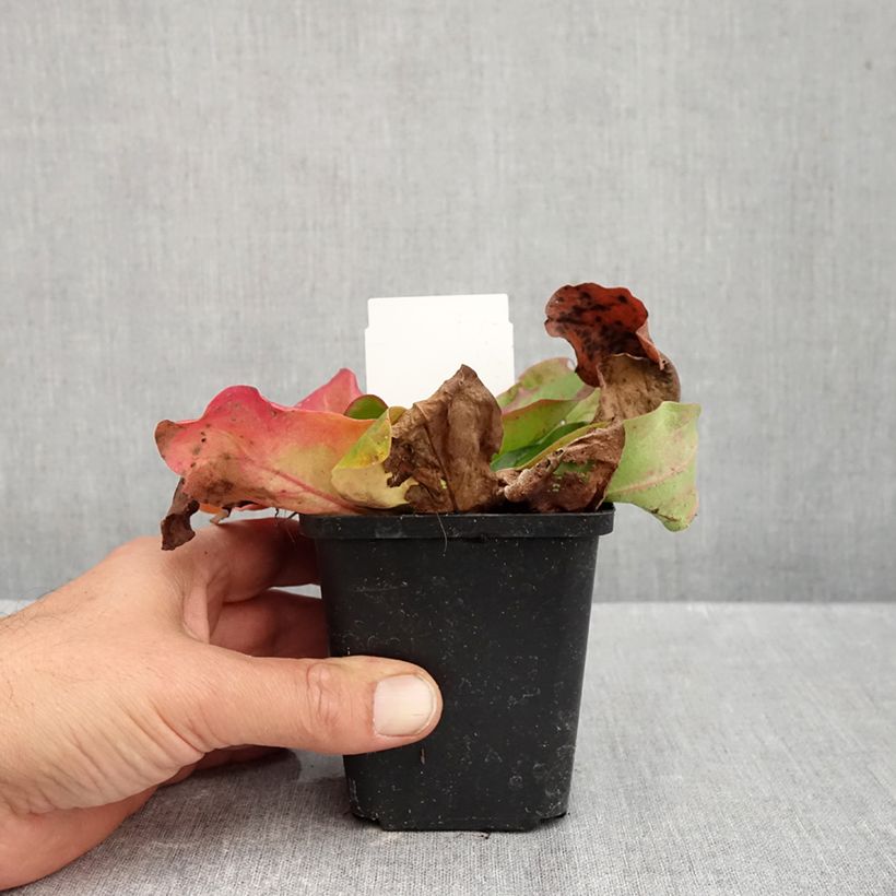 Esemplare di Limonium platyphyllum Vasetto da 8/9 cm come consegnato in autunno