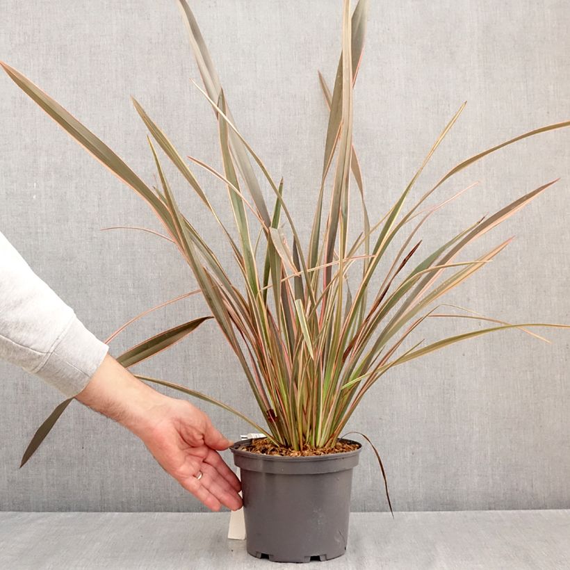 Esemplare di Phormium Flamingo - Lino della Nuova Zelanda Vaso da 3L/4L come consegnato in autunno