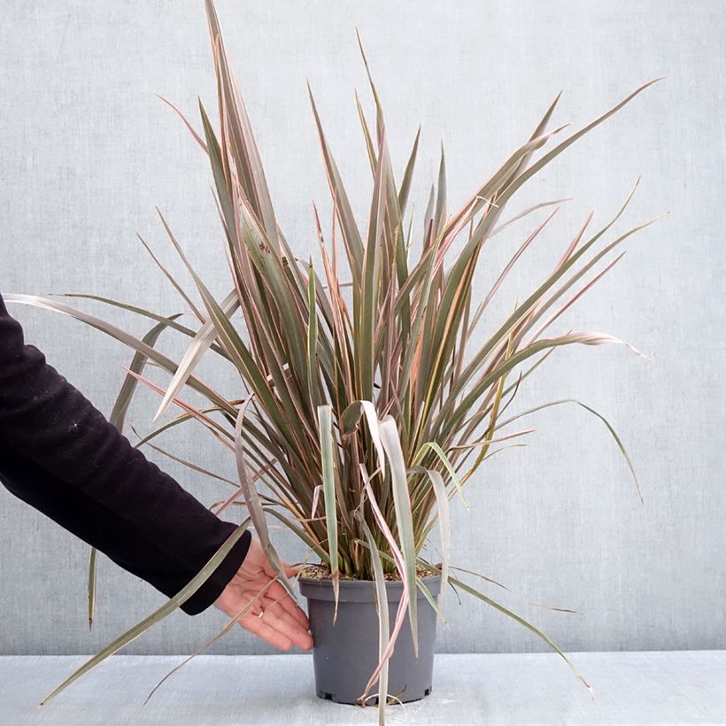 Phormium Flamingo - Lino della Nuova Zelanda Vaso da 3L/4L esemplare consegnato in inverno