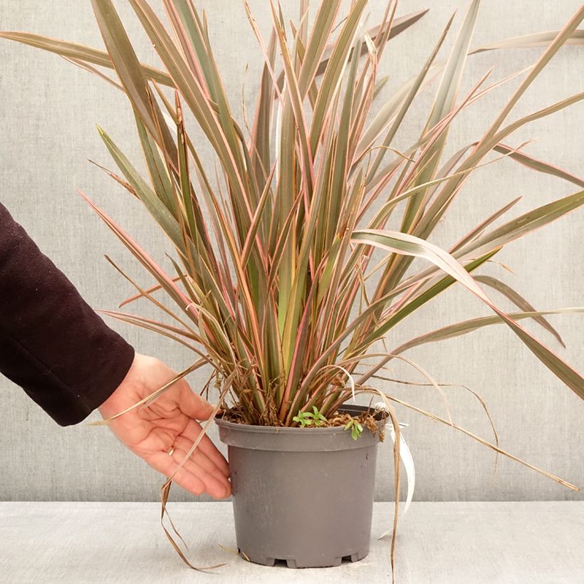 Phormium Flamingo - Lino della Nuova Zelanda Vaso da 3L/4L esemplare consegnato in primavera