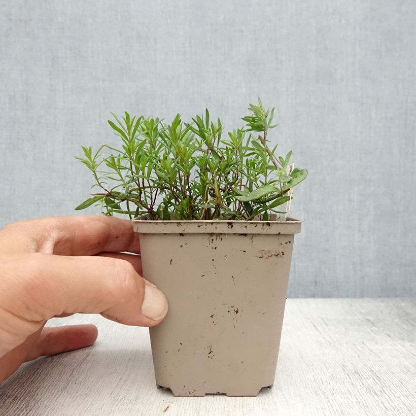 Linaria anticaria Antique Silver Vasetto da 8/9 cm esemplare consegnato in primavera