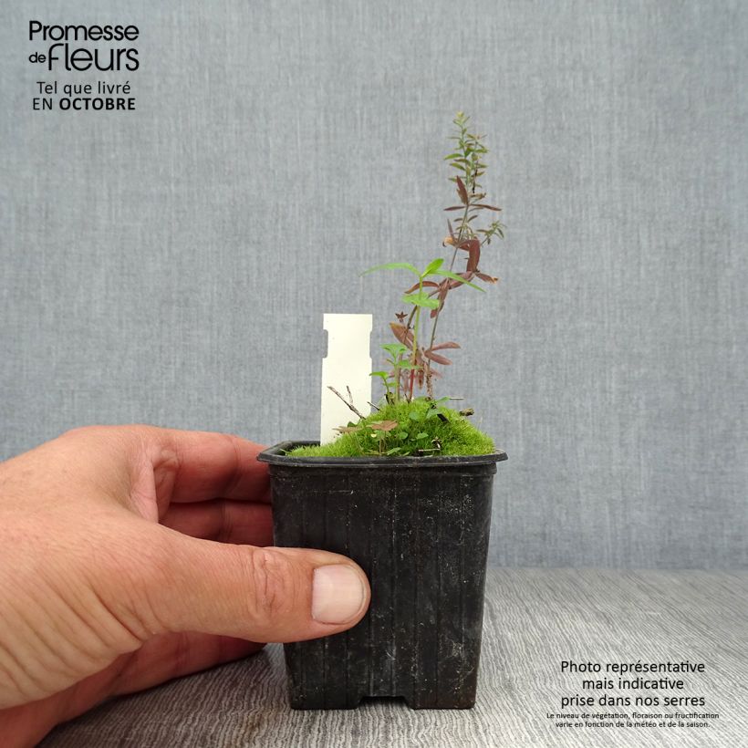Esemplare di Linaria purpurea Peachy Vasetto da 8/9 cm come consegnato in autunno