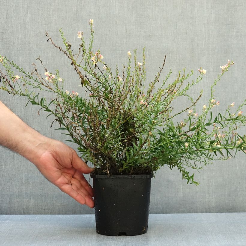 Esemplare di Linaria purpurea Peachy Vaso da 2L/3L come consegnato in autunno