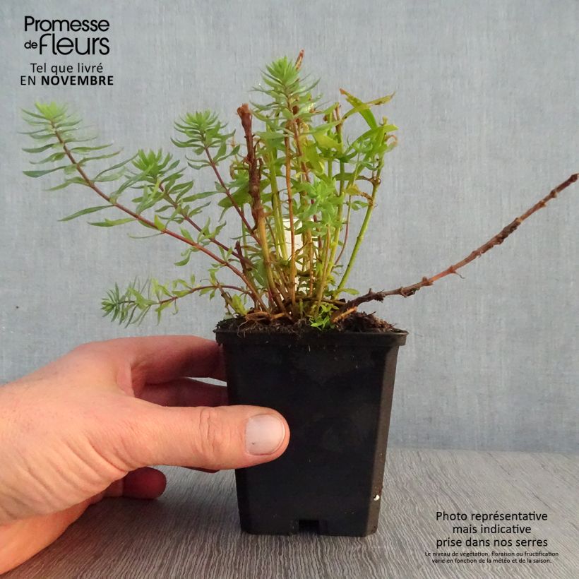 Esemplare di Linaria purpurea Canon J. Went Vasetto da 8/9 cm come consegnato in autunno