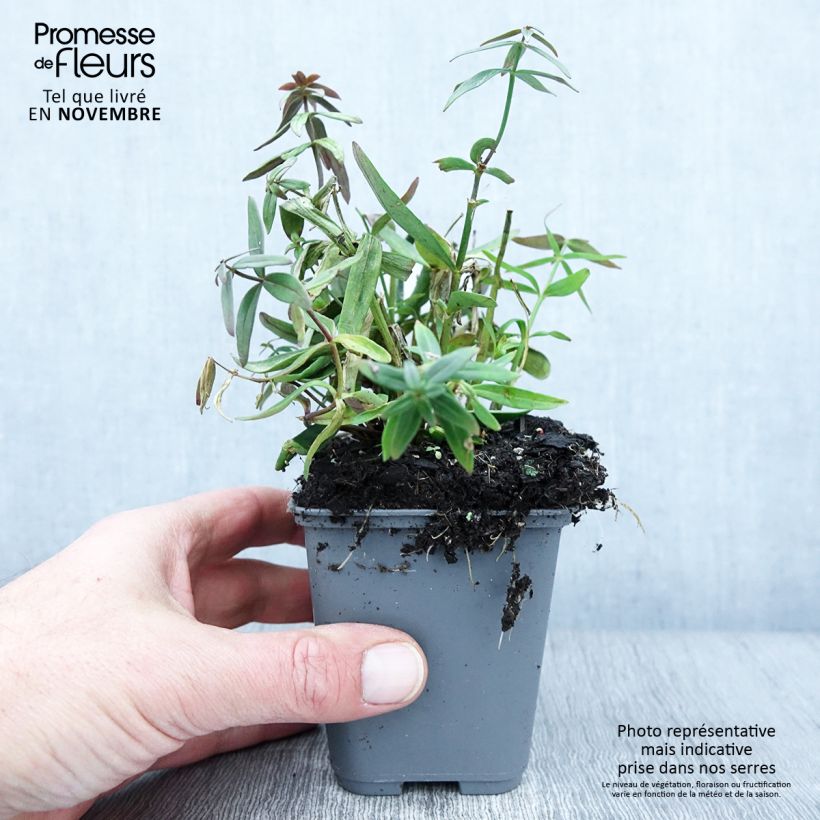 Esemplare di Linaria triornithophora Vasetto da 8/9 cm come consegnato in autunno