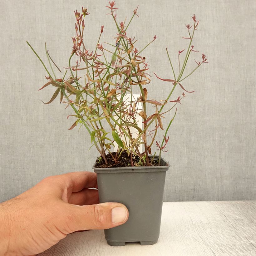 Esemplare di Linaria triornithophora Vasetto da 8/9 cm consegnato in estate