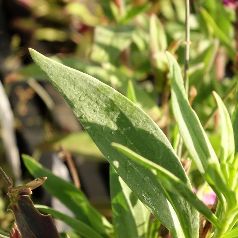 Linaria triornithophora (Fogliame)