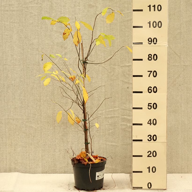 Esemplare di Lindera benzoin - Benzoino Vaso da 4L/5L come consegnato in autunno