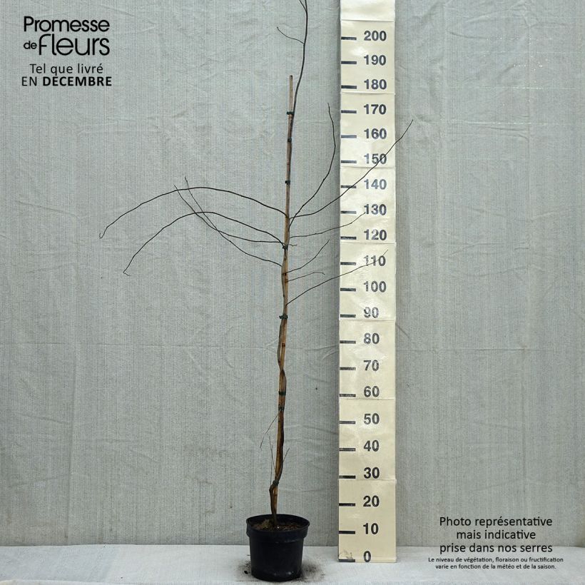 Lindera benzoin - Benzoino Vaso da 4L/5L esemplare consegnato in inverno