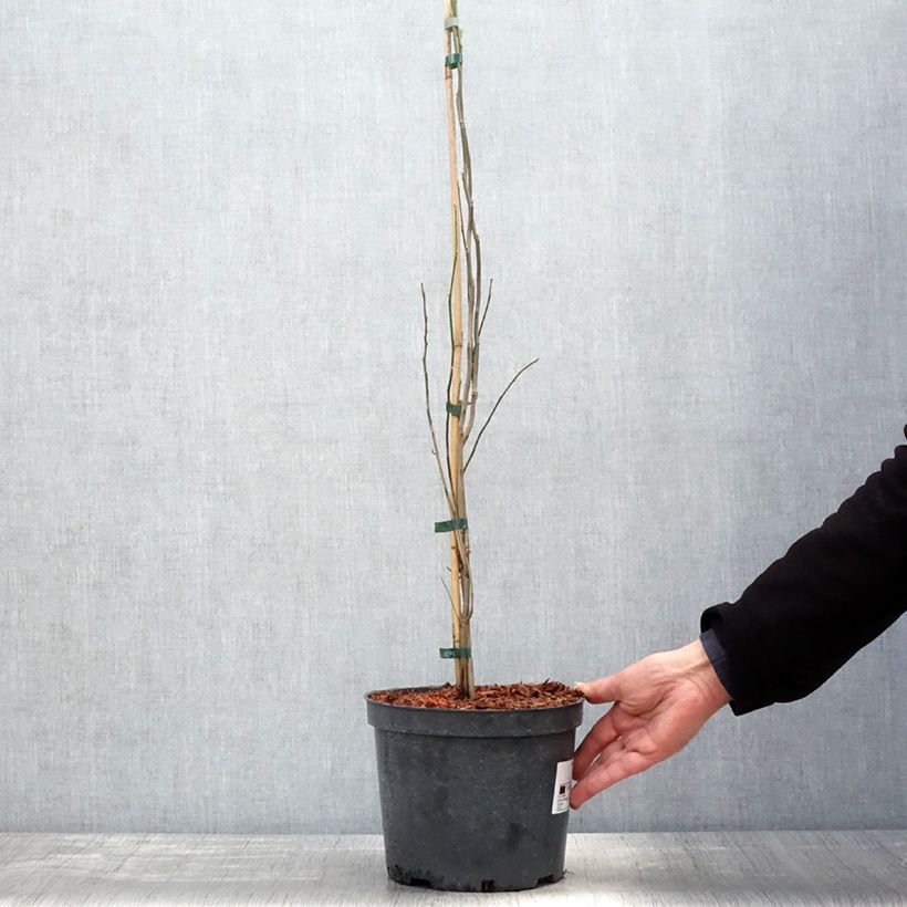 Lindera benzoin - Benzoino Vaso da 4L/5L esemplare consegnato in primavera