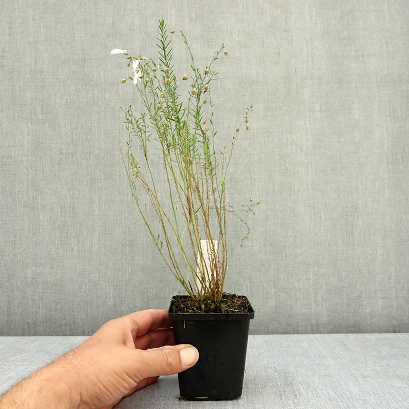Esemplare di Linum perenne Diamant - Lin vivace Godet de 8/9 cm consegnato in estate
