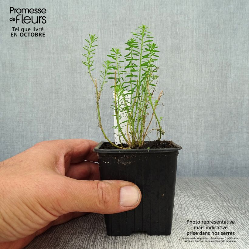 Esemplare di Linum perenne - Lino perenne Vasetto da 7/8 cm come consegnato in autunno