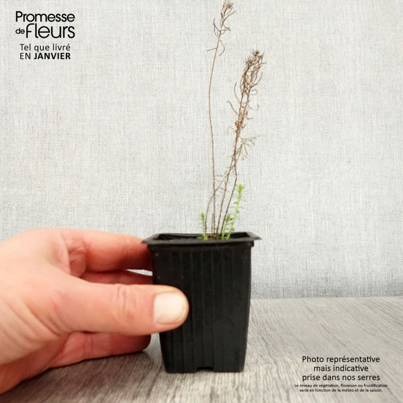 Linum perenne - Lino perenne Vasetto da 7/8 cm esemplare consegnato in inverno