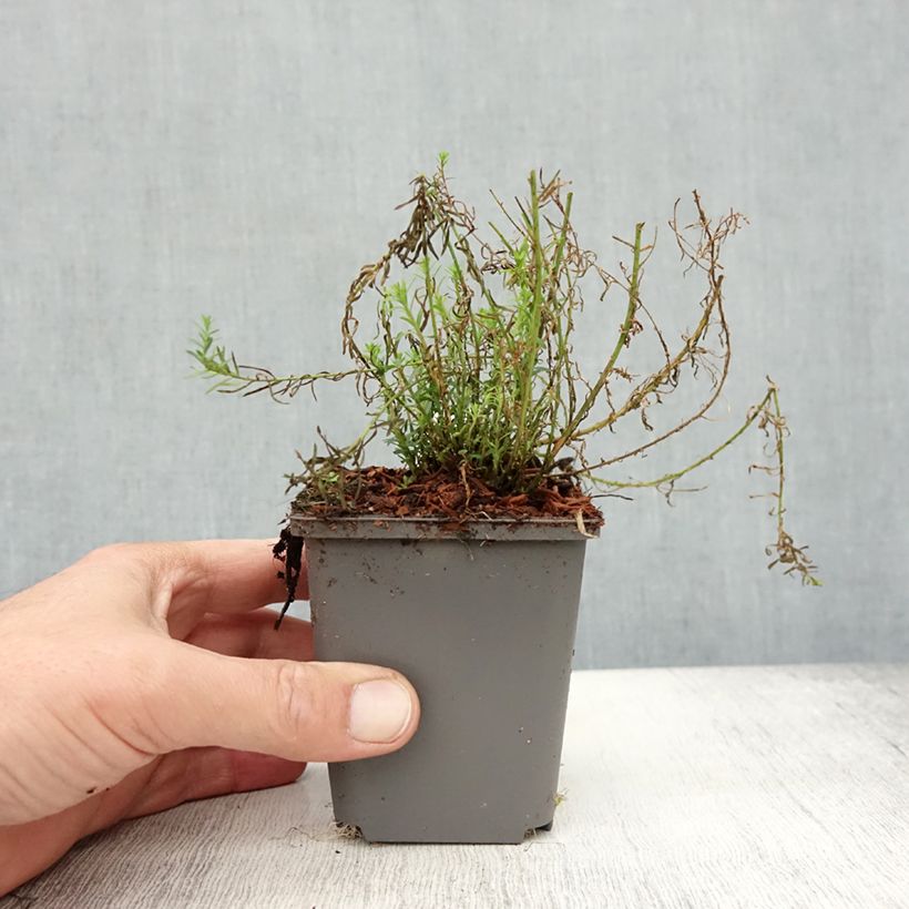 Esemplare di Linum perenne Saphir - Lino perenne Vasetto da 8/9 cm come consegnato in autunno
