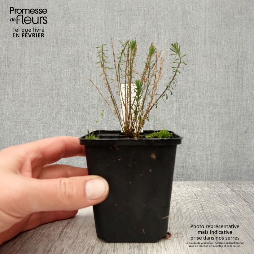 Linum perenne Saphir - Lino perenne Vasetto da 8/9 cm esemplare consegnato in inverno