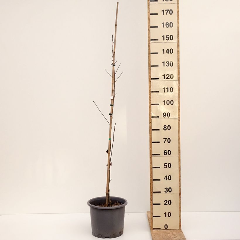 Liquidambar formosana Vaso da 12L/15L esemplare consegnato in inverno