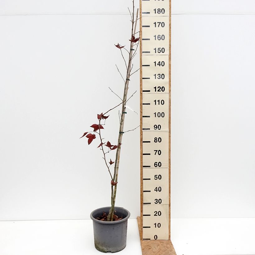 Esemplare di Liquidambar formosana Vaso da 12L/15L come consegnato in autunno