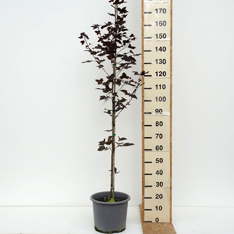 Esemplare di Liquidambar formosana Vaso da 12L/15L consegnato in estate