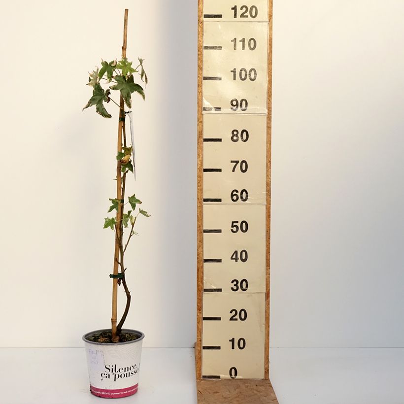 Esemplare di Liquidambar styraciflua Albomarginata Manon - Storace americano Vaso da 4L/5L come consegnato in autunno