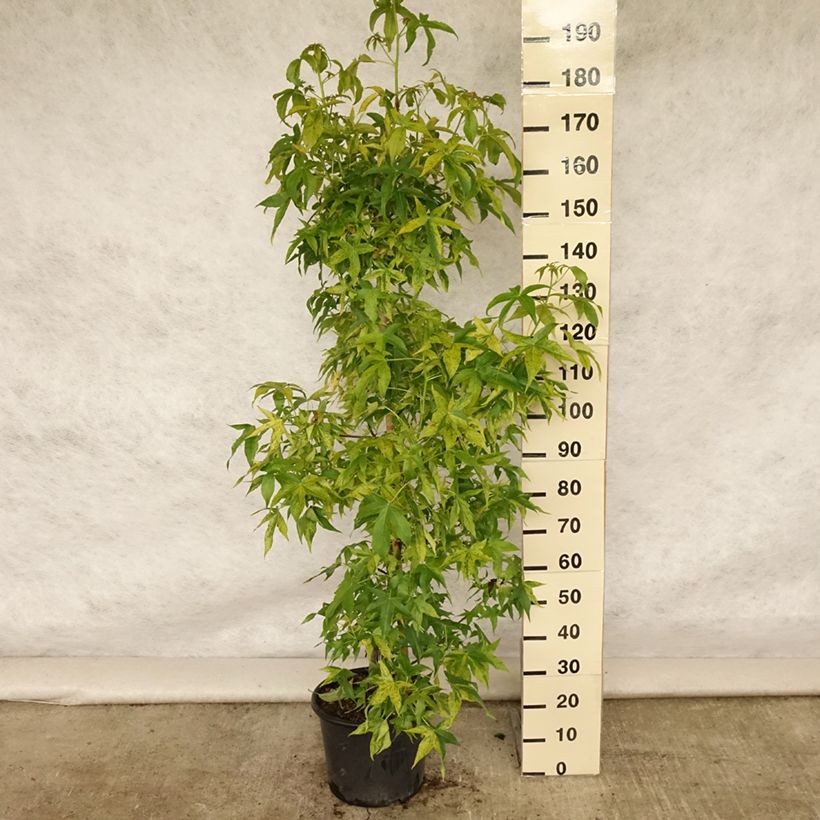 Esemplare di Liquidambar styraciflua Aurea - Storace americano Vaso da 12L/15L, Astone alto consegnato in estate