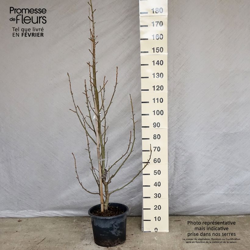 Liquidambar styraciflua Aurea - Storace americano Vaso da 12L/15L esemplare consegnato in inverno