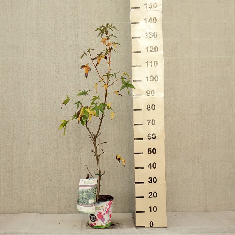 Esemplare di Liquidambar styraciflua Aurea - Storace americano Vaso da 4L/5L come consegnato in autunno