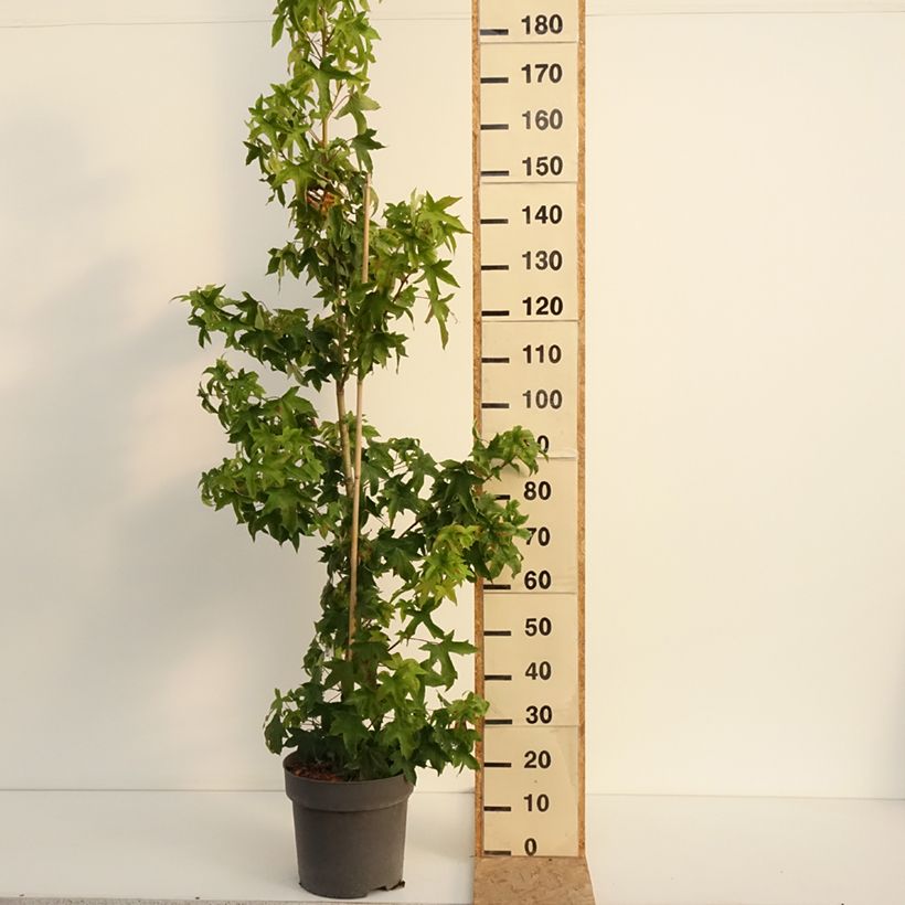 Esemplare di Liquidambar styraciflua Autumn Color Globe - Storace americano Vaso da 6L/7L consegnato in estate