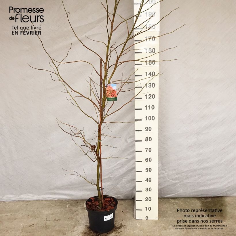 Liquidambar styraciflua - Storace americano Vaso da 7,5L/10L esemplare consegnato in inverno