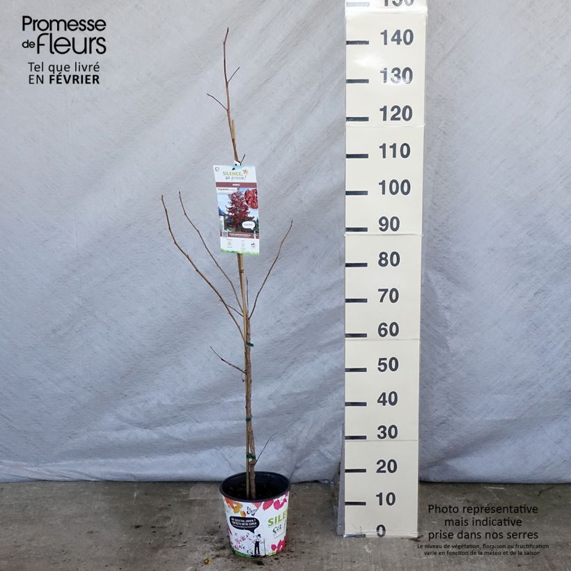 Liquidambar styraciflua - Storace americano Vaso da 3L/4L esemplare consegnato in inverno
