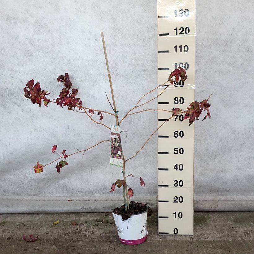 Esemplare di Liquidambar styraciflua Golden Sun - Storace americano Vaso da 4L/5L come consegnato in autunno