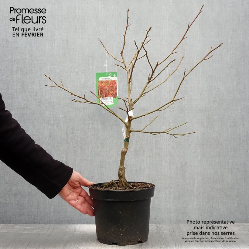 Liquidambar styraciflua Gum Ball - Storace americano Vaso da 4L/5L esemplare consegnato in inverno