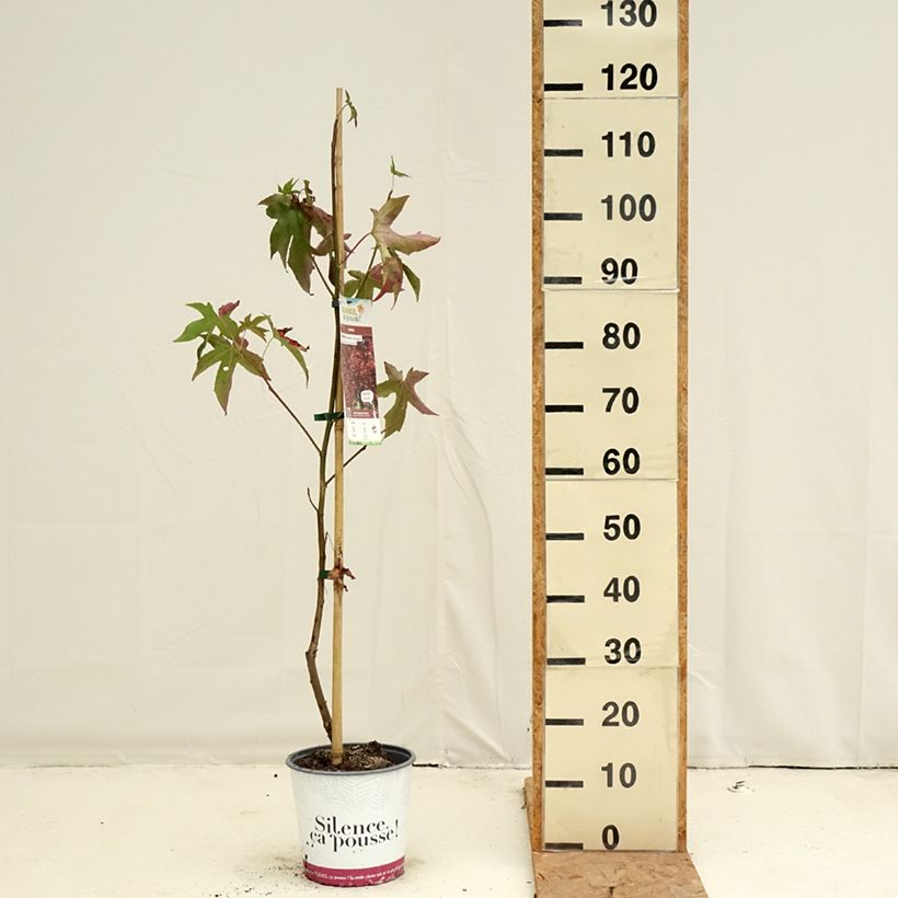 Esemplare di Liquidambar styraciflua Lane Roberts - Storace americano Vaso da 2L/3L come consegnato in autunno