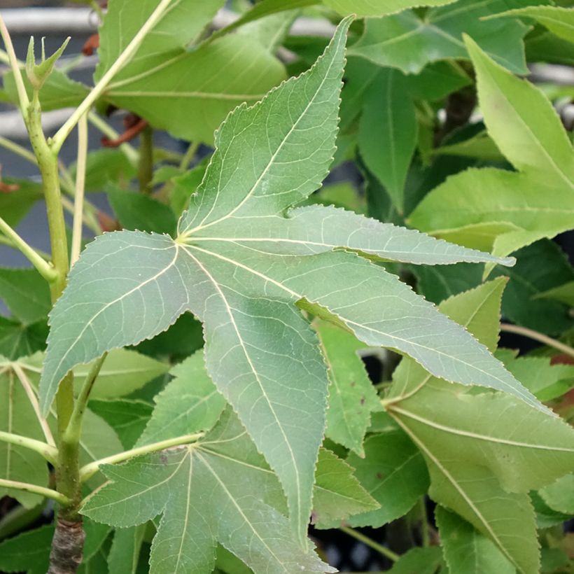 Liquidambar styraciflua Oakville Highlight - Storace americano (Fogliame)