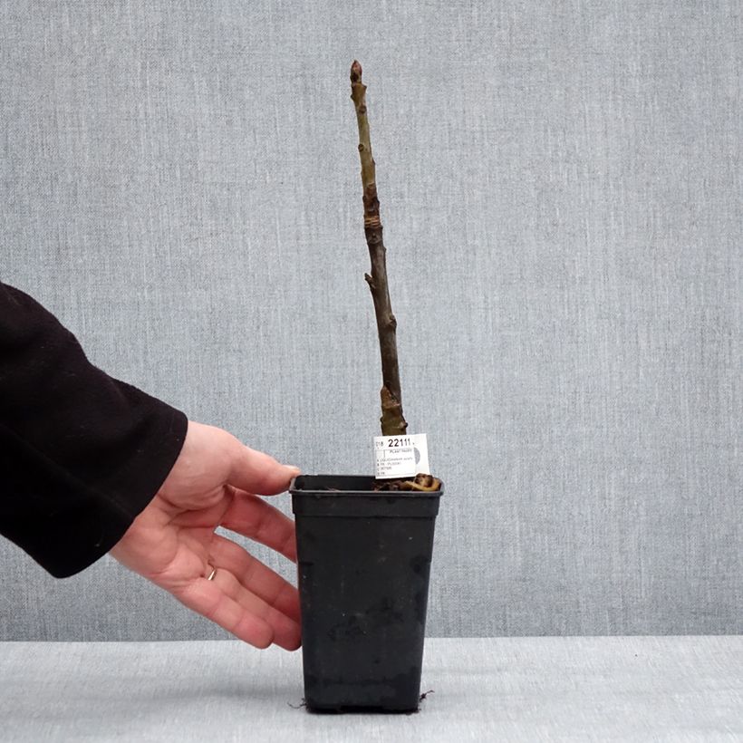 Liquidambar styraciflua Oakville Highlight - Storace americano Vaso da 1L/1,5L esemplare consegnato in inverno