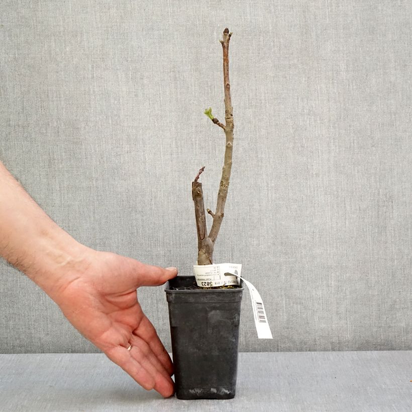 Liquidambar styraciflua Oakville Highlight - Storace americano Vaso da 1L/1,5L esemplare consegnato in primavera