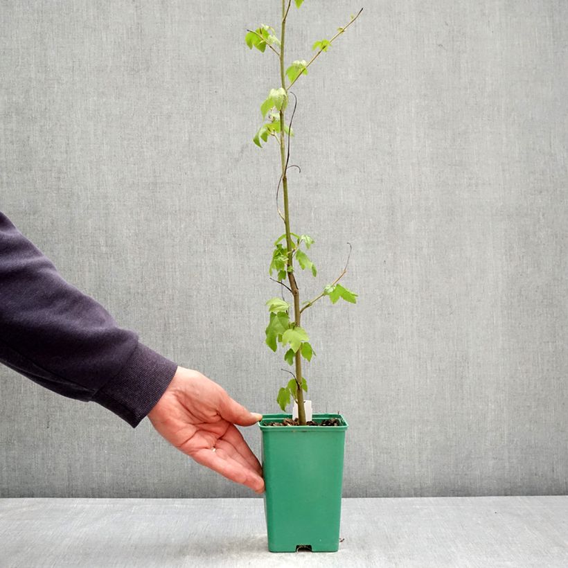 Liquidambar styraciflua - Storace americano Vaso da Ø 12 cm / 13 cm esemplare consegnato in primavera